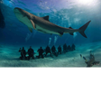 Icon of program: sea animals alive and dea…