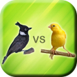 Icon of program: Master Cililin Vs Kenari …