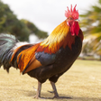 程序图标：Rooster Photo wall
