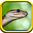 Ícone do programa: Snake Simulator Rampge