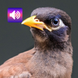 プログラムのアイコン：bird sounds from Thailand