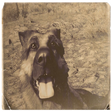 Icon of program: Dogmeat - A True Companion