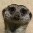 程序图标：Animals Spot the Differen…