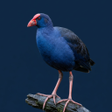 程序图标：Purple Swamphen Sounds