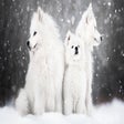 Icon of program: Dogs And Puppies Wallpape…
