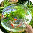 プログラムのアイコン：Goldfish Video Live Wallp…