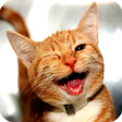Ikon program: Free Funny Animals Videos