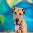 Icon of program: Random Fun Dog Pictures!