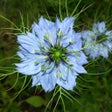 프로그램 아이콘: Medicinal plants of the w…