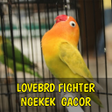 プログラムのアイコン：Lovebird Fighter Ngekek G…