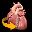 程序图标：Heart - 3D Atlas of Anato…