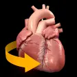 أيقونة البرنامج: Heart - 3D Atlas of Anato…