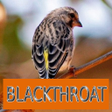 Icon of program: Master Kicau Blackthroat