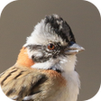 程序图标：Bird songs of TicoTico