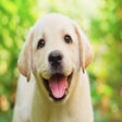 Icon of program: My Puppy Labrador HD Dog …