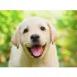 My Puppy Labrador HD Dog Wallpapers