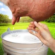 プログラムのアイコン：Milking Cow Game