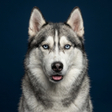 プログラムのアイコン:Siberian Husky Dog Sounds