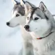 Siberian Husky Dog Sounds