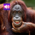 程序图标：Funny Animal Sounds