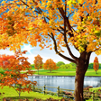 程序图标：Autumn Pond Live Wallpape…