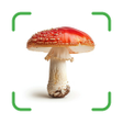 Icon of program: ShroomSnap: Mushroom ID