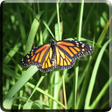 ไอคอนของโปรแกรม: Butterfly Video Live Wall…