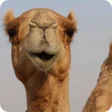 Ikon program: Camel Wallpaper