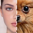 程序图标：Celebrity Look AlikeLooka…
