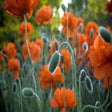 Icono de programa: Spring Bloom Free Screens…