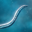 Ikon program: Bionix: Spore Evolution S…