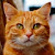 ไอคอนของโปรแกรม: RandomCats - Just random …