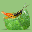 ไอคอนของโปรแกรม: Grasshoppers of the Weste…