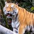 أيقونة البرنامج: Tiger 3D Live Wallpaper