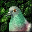 Icon of program: Pigeon: A Love Story