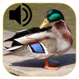 程序图标：Duck Calls 2021