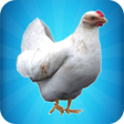 Ícone do programa: My Chicken Simulator