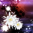 Ikona programu: Moonlit Beauty for[+]HOME