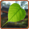 Icon of program: 10 Dai De Tu Phat - Kinh …