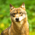 Иконка программы: Coyote Sounds - Wild Coyo…