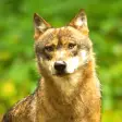Coyote Sounds - Wild Coyote Calls