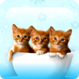 Icon of program: Kittens And Cats Wallpape…