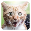 Ikon program: Cat kitty sound widget