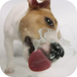 程序图标：Dog Licks Screen Video LW…