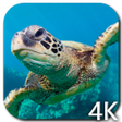 Icon of program: Turtle 4K Video Live Wall…