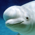 程序图标：The Beluga Whale