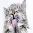 Ikon program: Cat Screen Cleaner