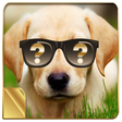 プログラムのアイコン：What's The Perfect Dog Fo…