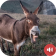 ไอคอนของโปรแกรม: Donkey Sounds