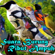 程序图标：Suara Pikat Burung Ribut …